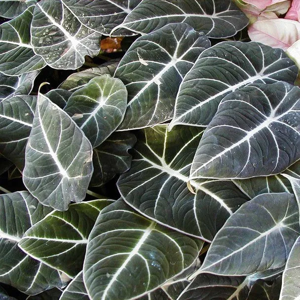 Alocasia Black Velvet (Bulbs)