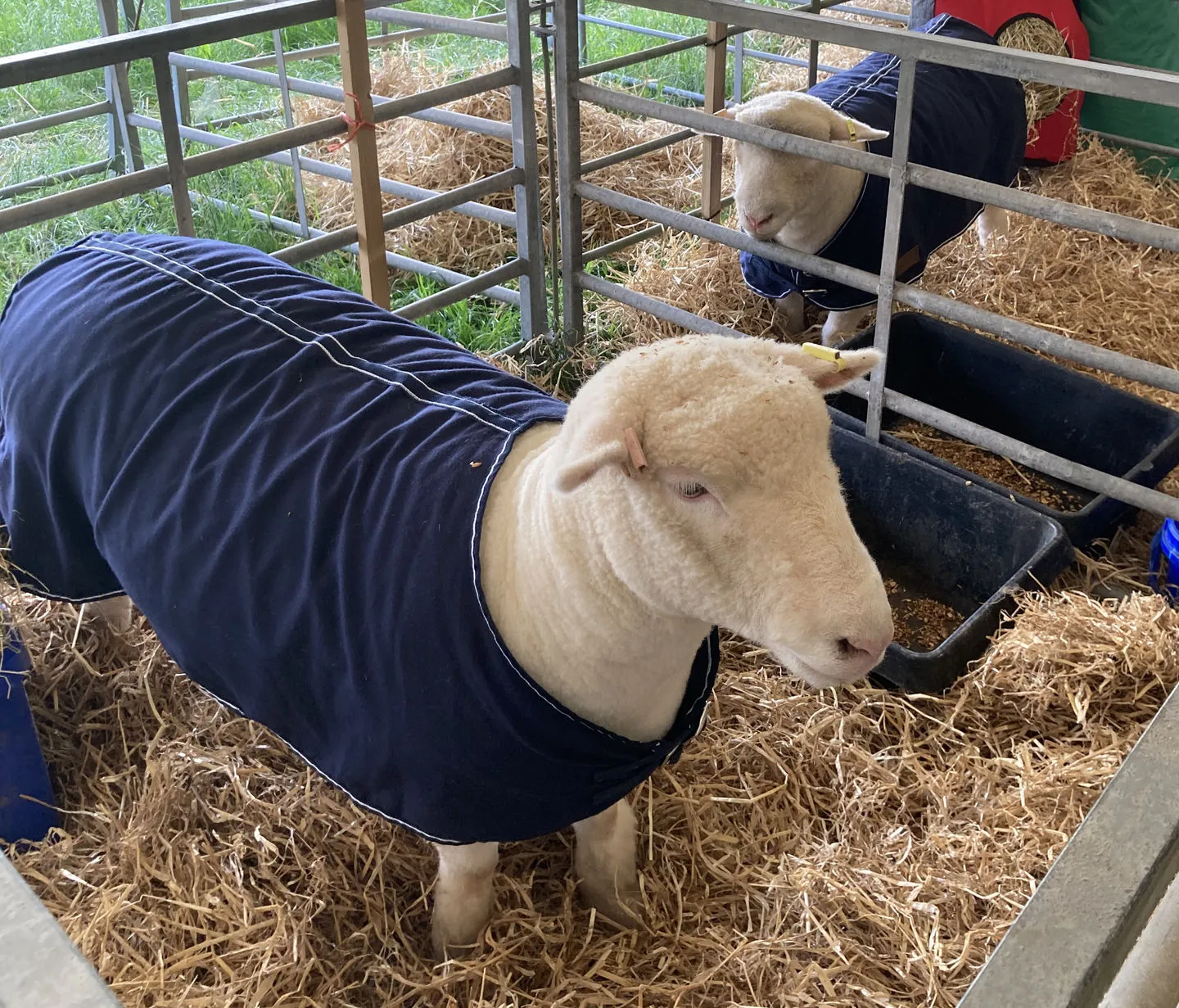 Travel & Show Sheep Coat